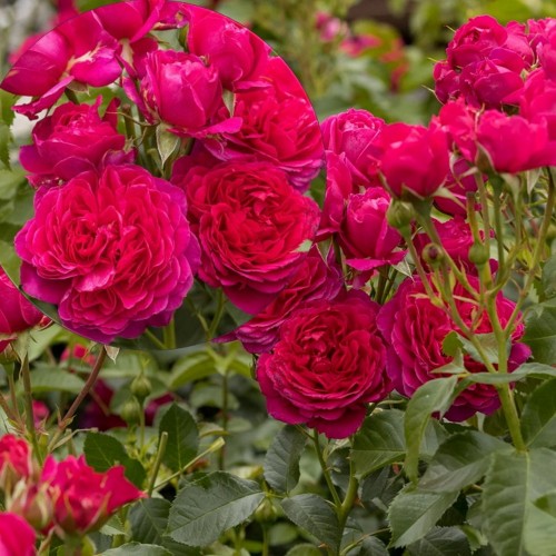 Rosa 'Soul' - Roos 'Soul' C4/4L